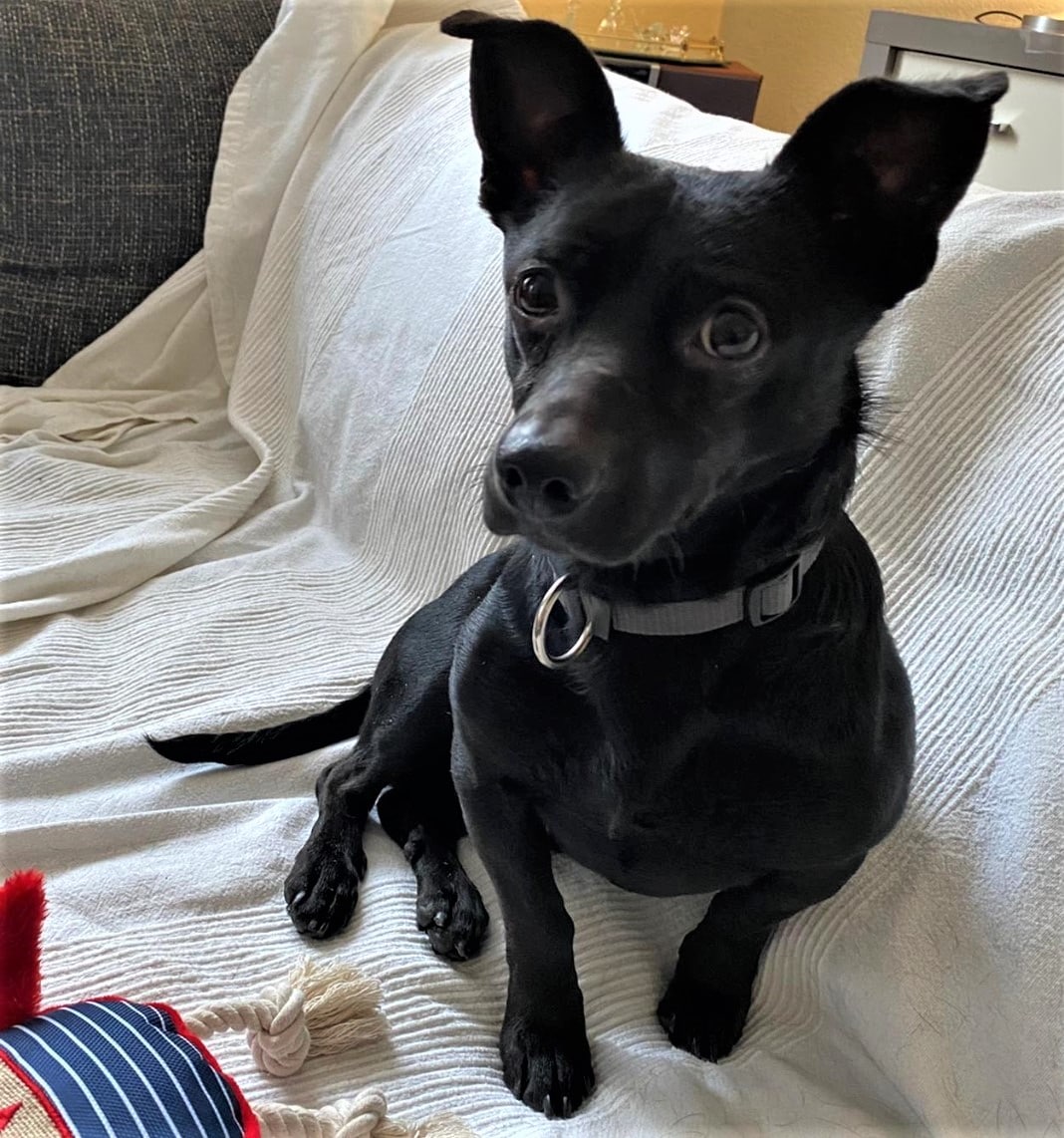 » Pici Zuhause gefunden Hundevermittlung Fellfreunde.de e.V.