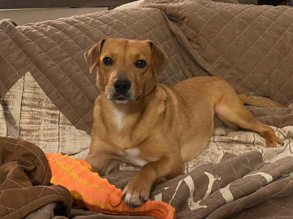 Auf Pflegestelle in Deutschland Adoption Hund Tierheim Solingen