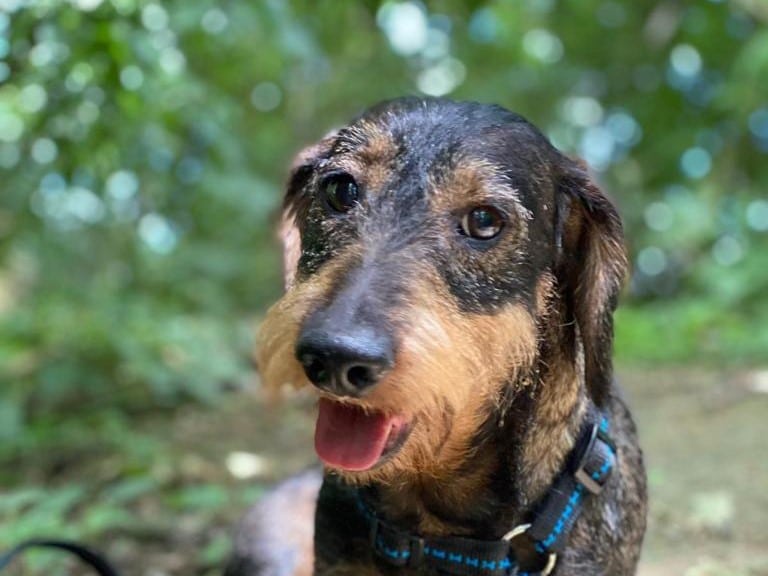 Hunde aus Ungarn, Tiervermittlung Solingen, Adoption Hund