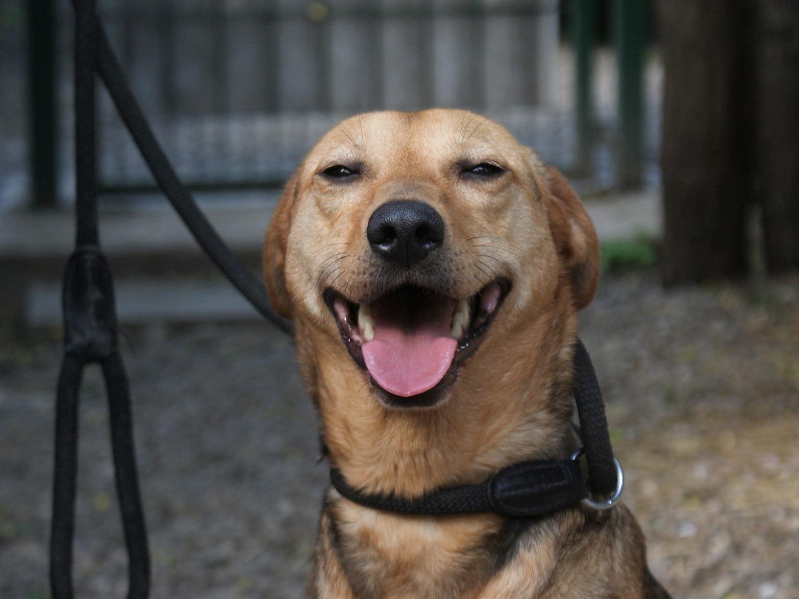 Rosa Zuhause gefunden Hundevermittlung Fellfreunde.de e.V.
