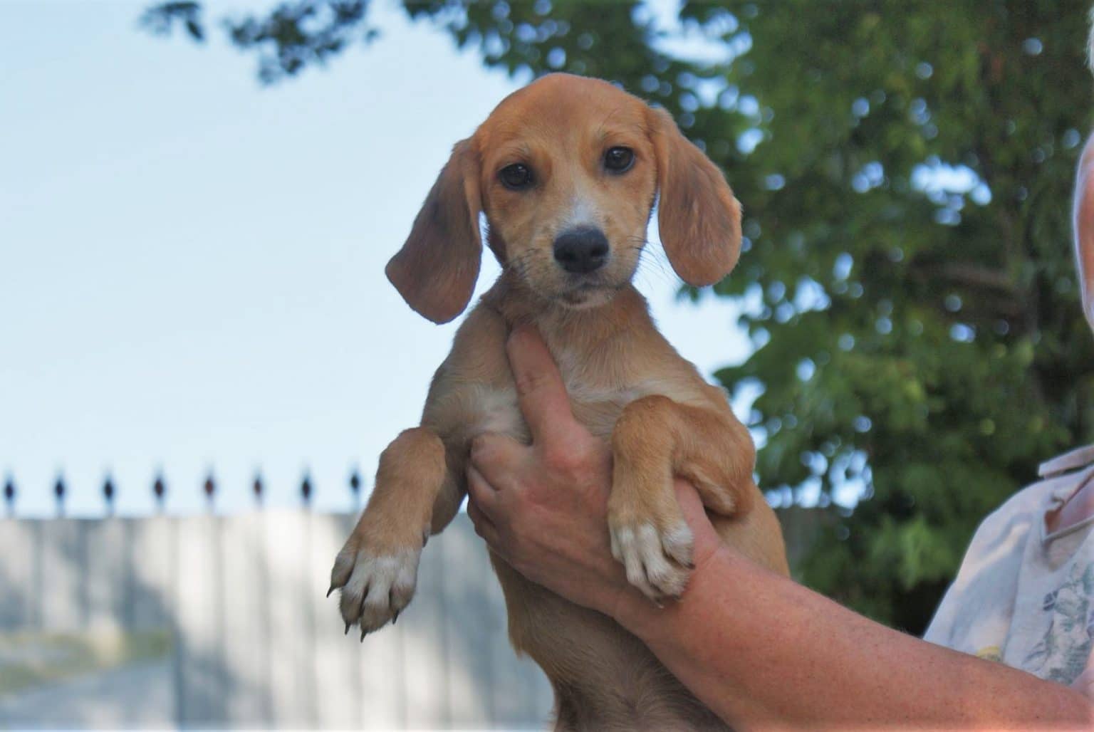 Auf Pflegestelle in Deutschland Adoption Hund Tierheim Solingen